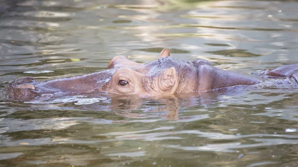 Hippopotamus in the water — Stock Photo, Image