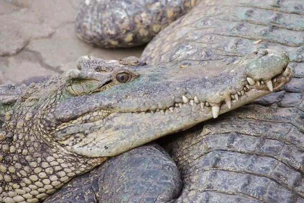 Krokodil in groene vijver — Stockfoto