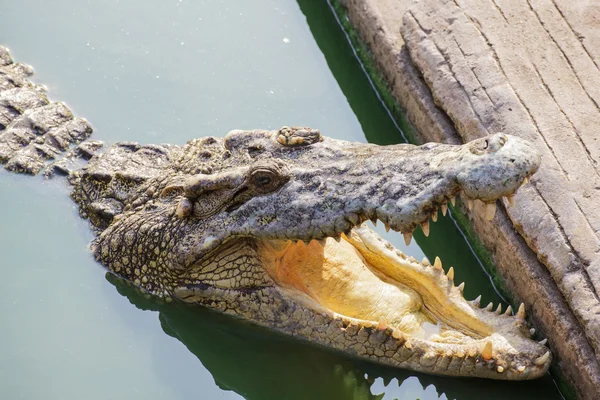 Krokodil in groene vijver open kaak — Stockfoto