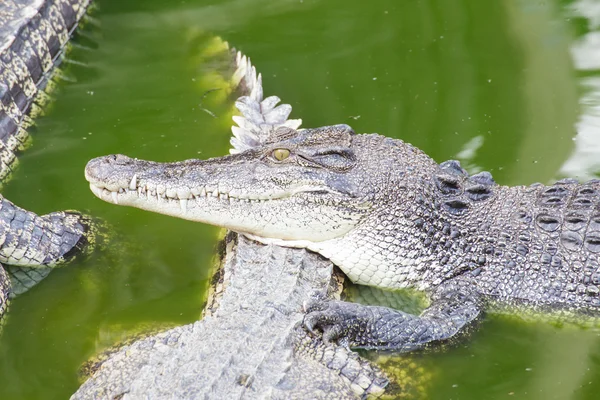 Крокодил в зеленом пруду — стоковое фото