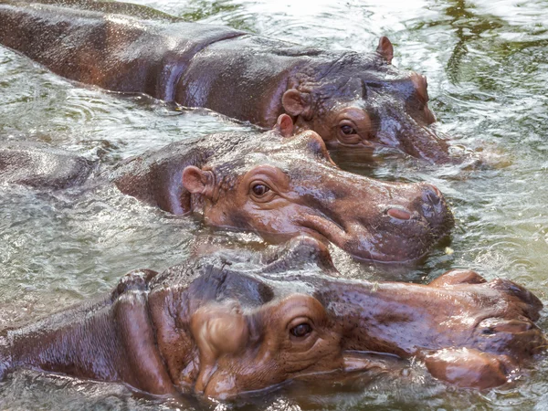 Ομάδας του hippopotamus — Φωτογραφία Αρχείου