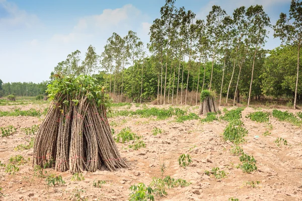 Plantas de Tapioca, Cassava — Foto de Stock