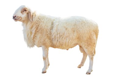 beyaz zemin üzerine koyun ayakta