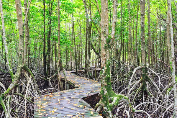 Mangrove forest promenade manier — Stockfoto