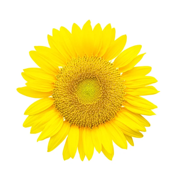 Girasol aislado sobre fondo blanco — Foto de Stock