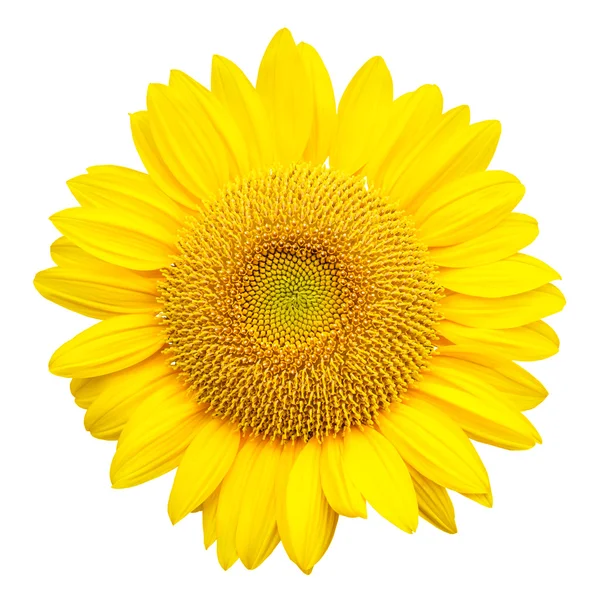 Bunga matahari diisolasi pada latar belakang putih — Stok Foto
