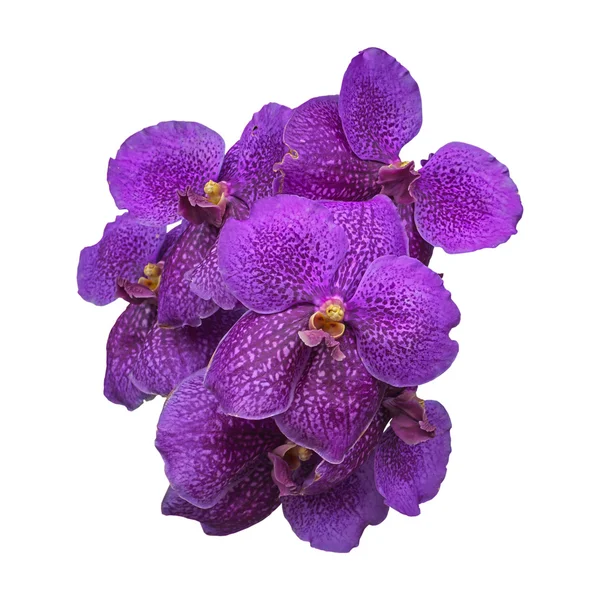 Orchidée pourpre, fleur de Vanda sur fond blanc — Photo