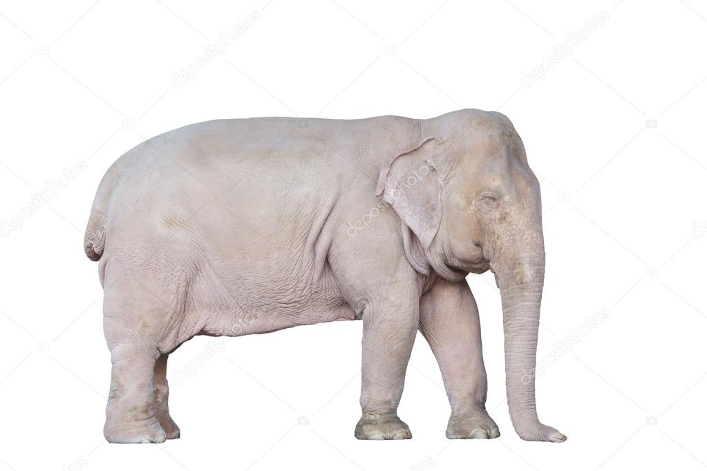 Asian white elephant in Myanmar