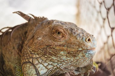 iguana kertenkele, gözleri de odak