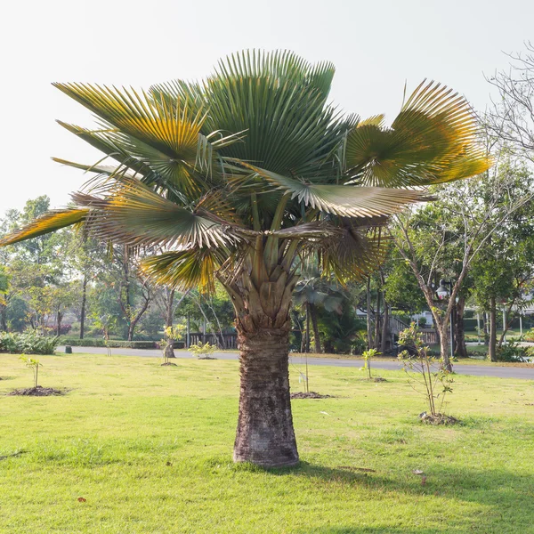 Palmeira verde isolada sobre fundo branco — Fotografia de Stock