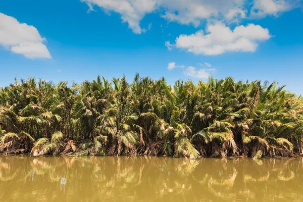 "Nypa fruticans "ou" nipa palm ", dans la mangrove et le ciel bleu — Photo