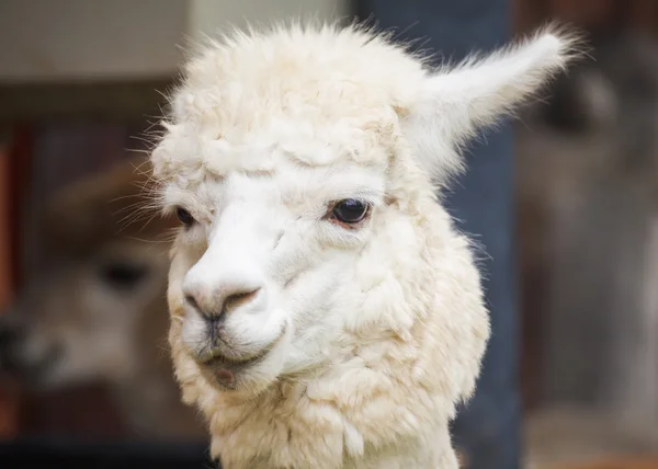 Alpaca portret — Stockfoto