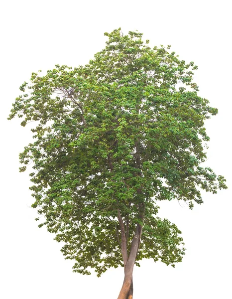 Izole ağaçlar — Stok fotoğraf