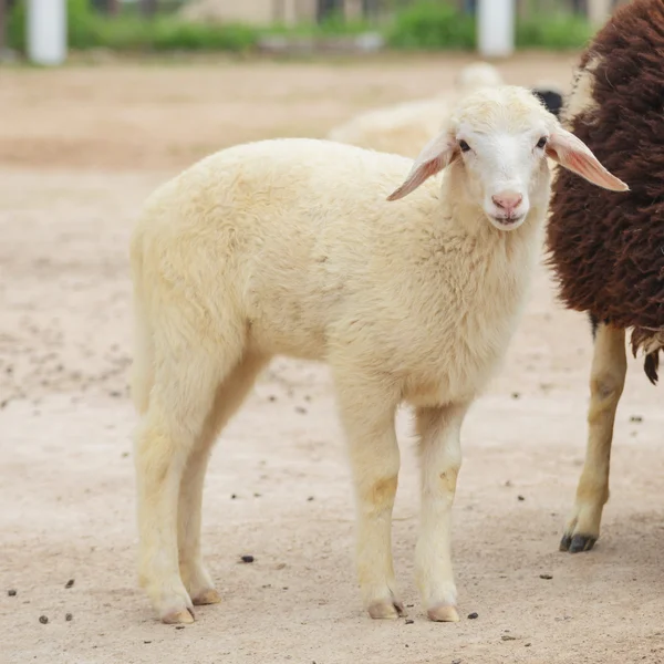 Schapen — Stockfoto