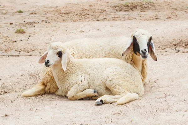 羊放下，夫妇 — 图库照片