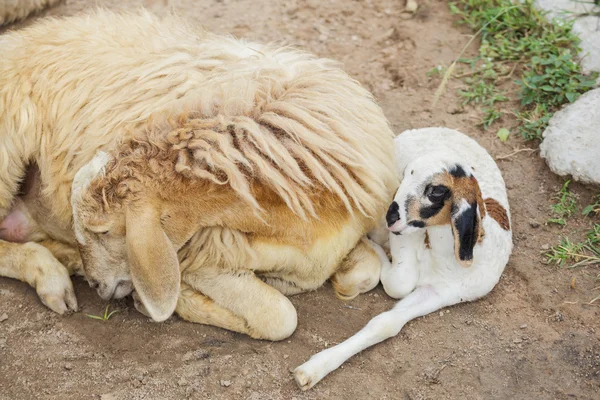 Schapen en baby — Stockfoto