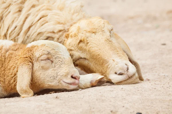 Pequeno Cordeiro com Mãe ovelha dormindo — Fotografia de Stock