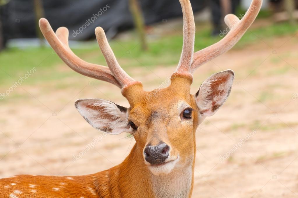 Deer head closeup — Stock Photo © FrameAngel #45958651