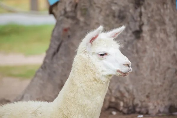 Alpaca portret — Stockfoto