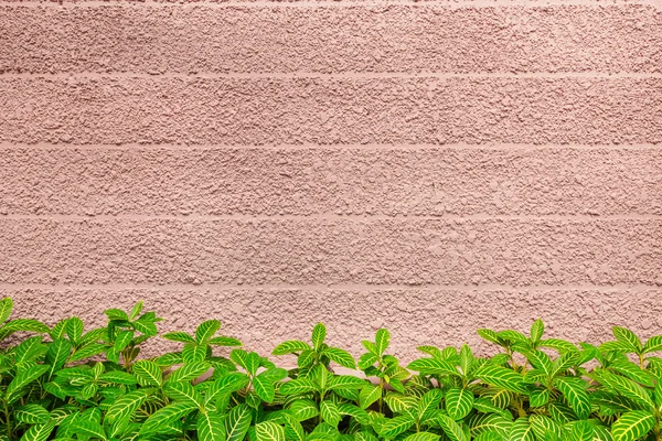 Текстура стенки и зеленый лист фона — стоковое фото