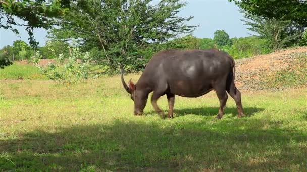 Wasserbüffel fressen frisches Gras und gehen auf Feld — Stockvideo