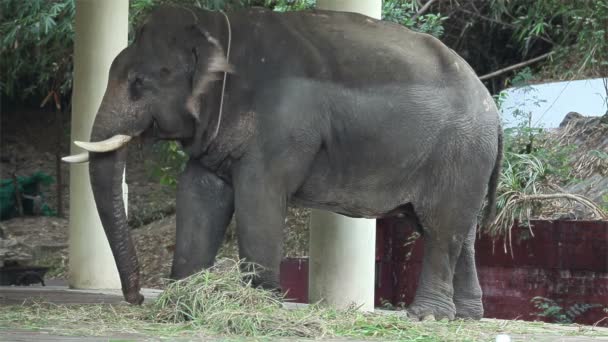 Aziatische olifant geketend — Stockvideo