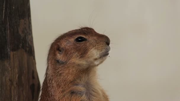 Prairie dog or Cynomys, stands closeup — Stock Video