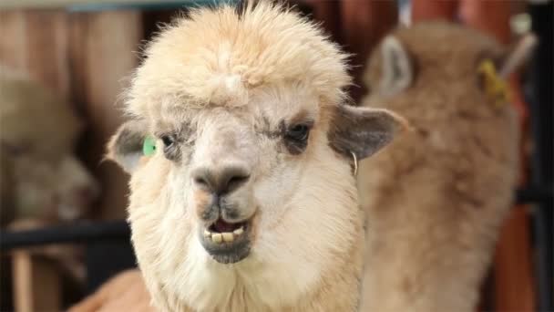 Masticar alpaca, primer plano — Vídeo de stock