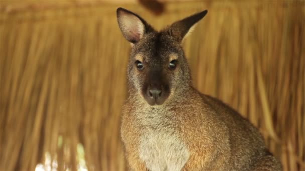 Kangaroo or Wallaby stand on pile of straw — Stock Video