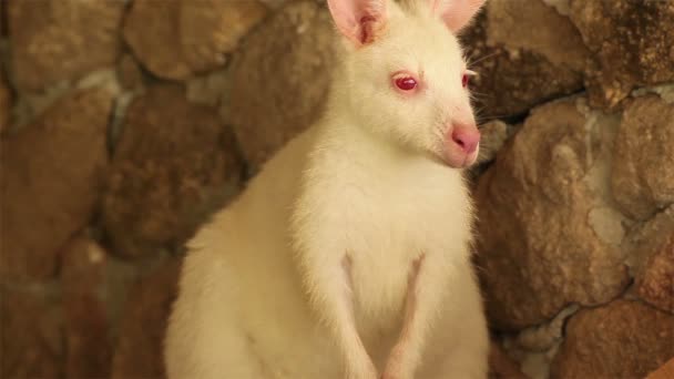 Kangaroo or Wallaby, white color with red eyes — Stock Video