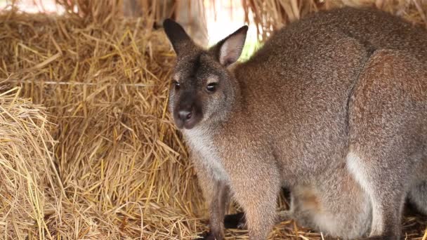 Kangourou ou Wallaby debout sur un tas de paille — Video