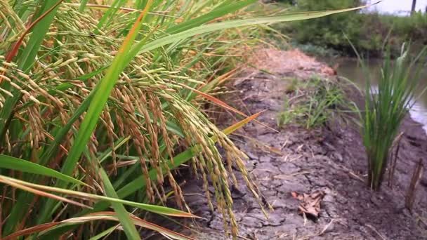 Campo de arroz en Tailandia — Vídeo de stock