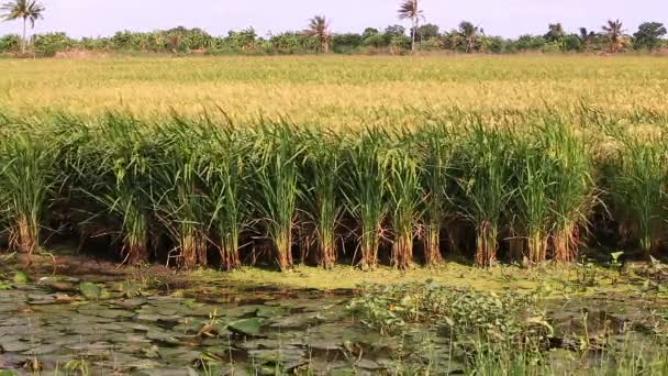 Campo de arroz en Tailandia — Vídeos de Stock