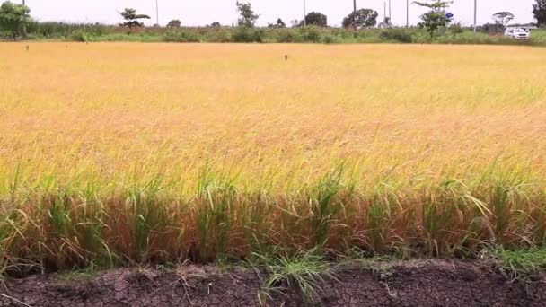 Riz en Thaïlande, tir de poupée 
