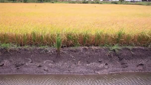 Campo de arroz na Tailândia, tiro dolly — Vídeo de Stock