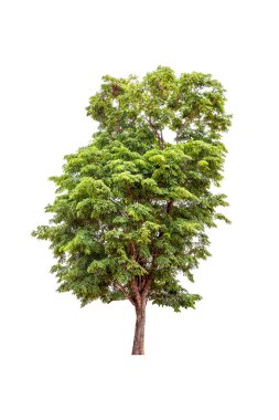 beyaz arkaplanda izole edilmiş yeşil ağaç