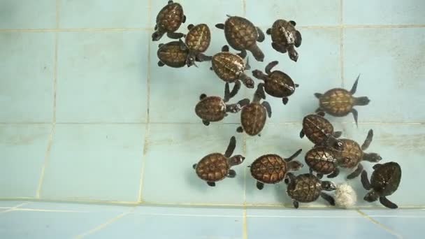 Thailand baby groene overzeese schildpadden zwemmen — Stockvideo