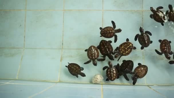 Tailândia bebê tartarugas marinhas verdes natação — Vídeo de Stock