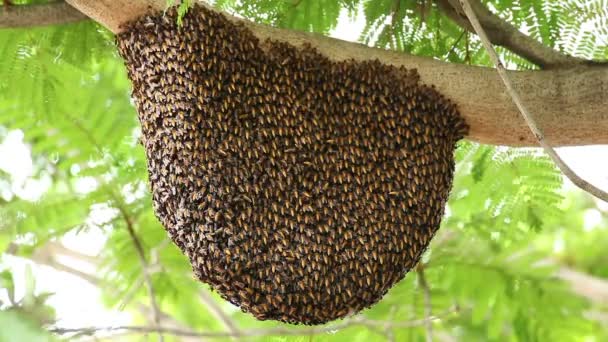 Honingraat met bee op groene boom — Stockvideo