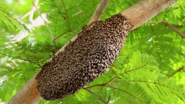 Nido de abeja con abeja en árbol verde — Vídeos de Stock