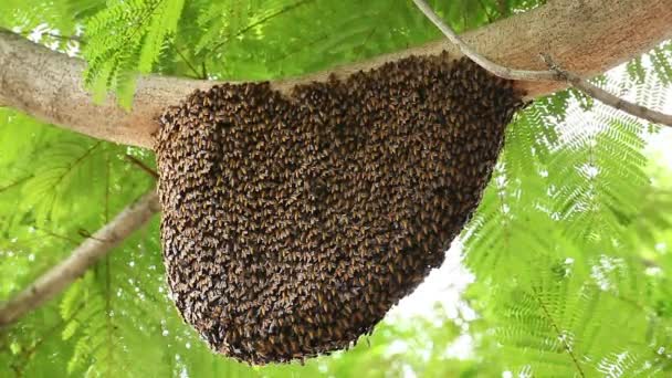 Favo de mel com abelha na árvore verde — Vídeo de Stock
