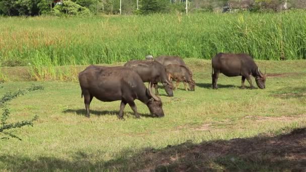 Water buffalo eat fresh grass and walk in field — Stock Video