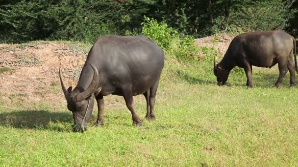 水牛は新鮮な草を食べるし、フィールドの中を歩く — ストック動画