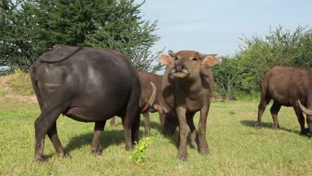 Vattenbuffel tittar på kameran och lägga fram — Stockvideo