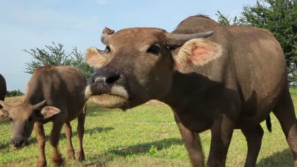 Búfalo de água olhando para a câmera e se apresentar — Vídeo de Stock