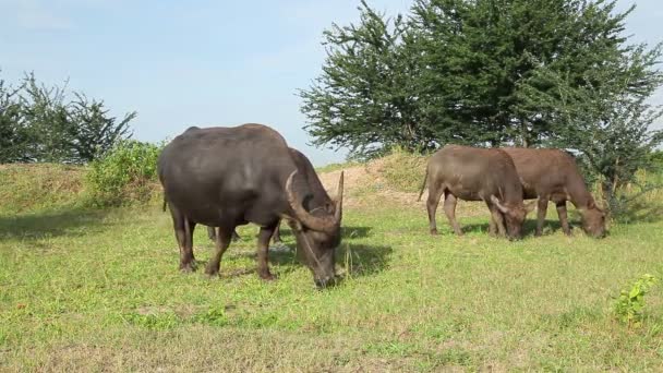 Water buffalo eat fresh grass and walk in field — Stock Video