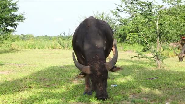 Búfalo de água comer grama fresca e caminhar no campo — Vídeo de Stock