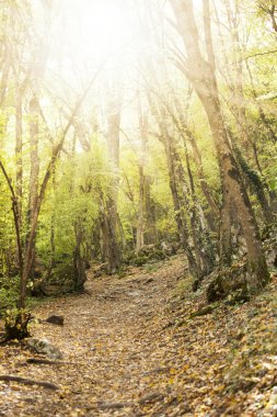 Ormanda sabah ışığı