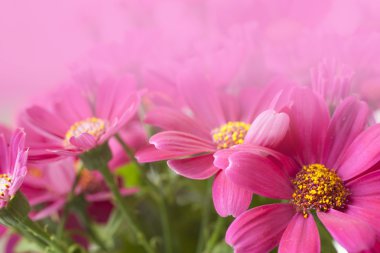 pembe krizantem arka plan