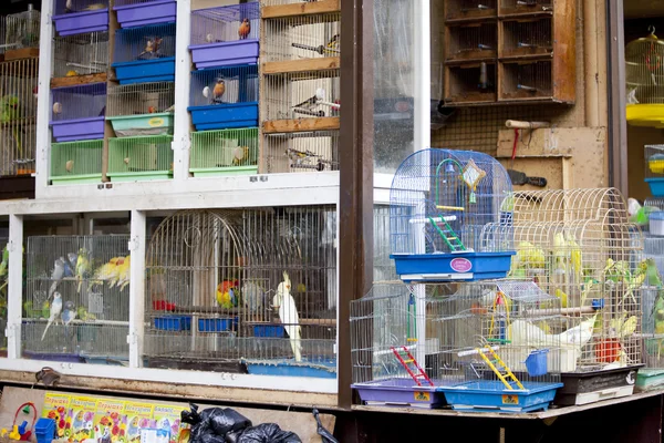 ODESSA, UCRÂNIA - NOVEMBRO 4: aves na barraca em 4 de novembro de 2012 em Odessa, Ucrânia . — Fotografia de Stock